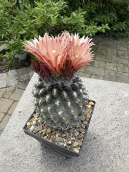 Eriosyce odieri